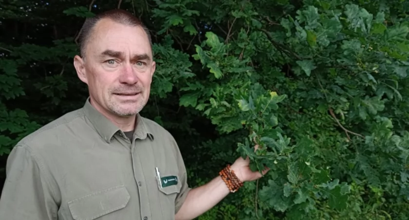 Trzeciak przy młodym dębie - tym drzewom także zagrażają zmiany klimatyczne.