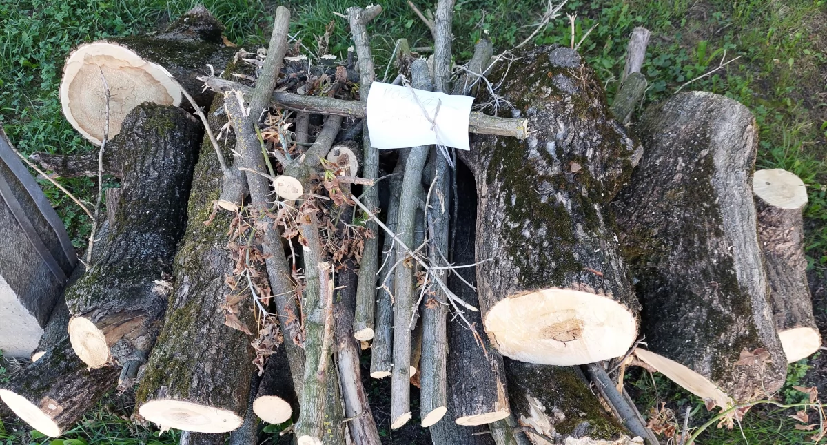 Rozmaitości, Można zabrać drewno czeka nowego właściciela - zdjęcie, fotografia