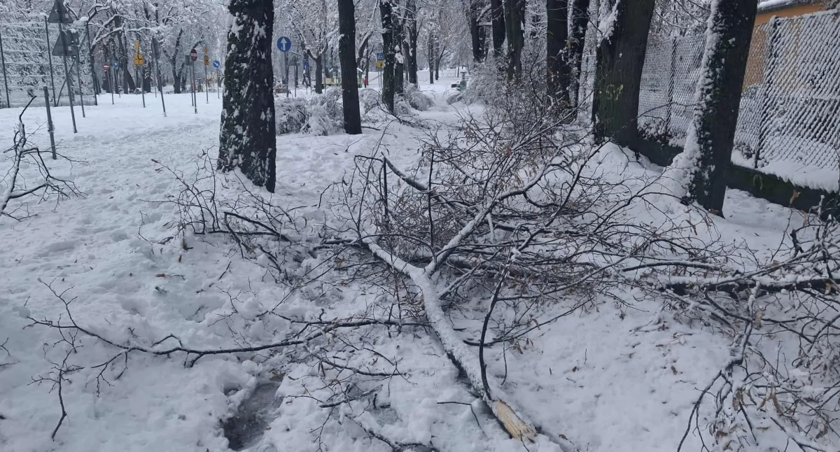 W Parku Jordanowskim wszędzie zalegają oberwane pod naporem śniegu gałęzie. Zdjęcie: debica24.