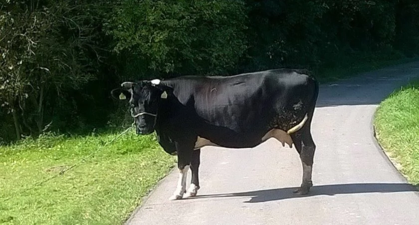 Fot. Agnieszka Majba-Pochwat