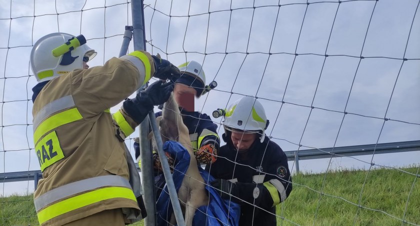 Psa zaplątanego w siatkę oswobodzili strażacy. Fot. OSP Jaźwiny