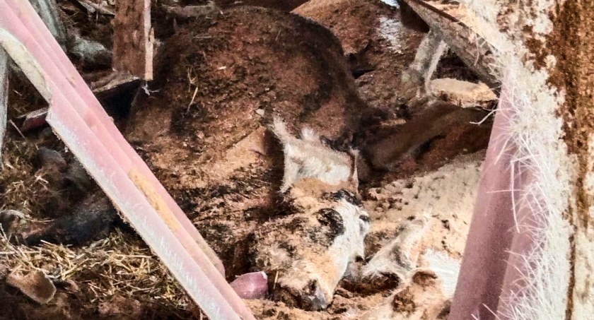 Sześć krów padło po tym, jak runął na nie dach. Zdjęcie: OSP Pilzno.