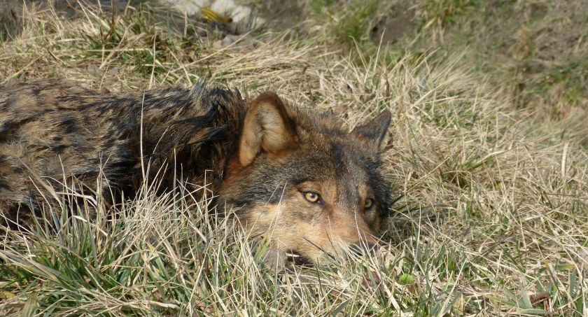 Dwa lata temu wilk został potrącony przez samochód w Machowej.