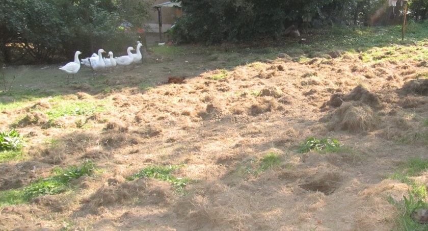 Tak wygląda zryte przez dziki pastwisko.