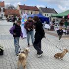 zdjęcie nr 13