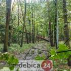 zdjęcie nr 33