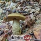 Fotka nr 5 z 26