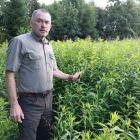 Andrzej Trzeciak przy zaroślach nawłoci, roślinie obcej i inwazyjnej, przez co usychają...