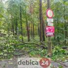 zdjęcie nr 31