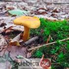 zdjęcie nr 26
