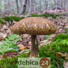 zdjęcie nr 7