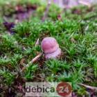 zdjęcie nr 17