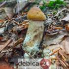 Fotka nr 4 z 26