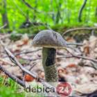 zdjęcie nr 18