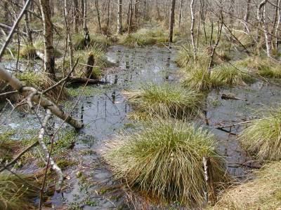 Zdjęcie: Przyroda ochrona środowiska Dębica Społeczeństwo Debica24
