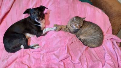 Zdjęcie: Zwierzęta adopcje Dębica Społeczeństwo Debica24