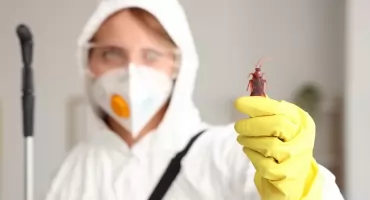Jak skutecznie zwalczać karaluchy w kuchni: jak wybrać i stosować insektycyd na karaluchy