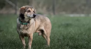 Maja i Apollo czekają na dom