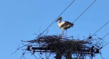 Największe gniazdo ważyło tonę