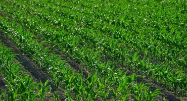 Formy azotu w nawożeniu mineralnym: Czym różni się forma azotanowa, amonowa i amidowa oraz jak dobrać produkt do typu gleby?