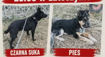 Uwaga! Zaginęły w Latoszynie