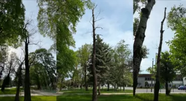 Dyrektor twierdzi, że usunięcie tych drzew było konieczne 